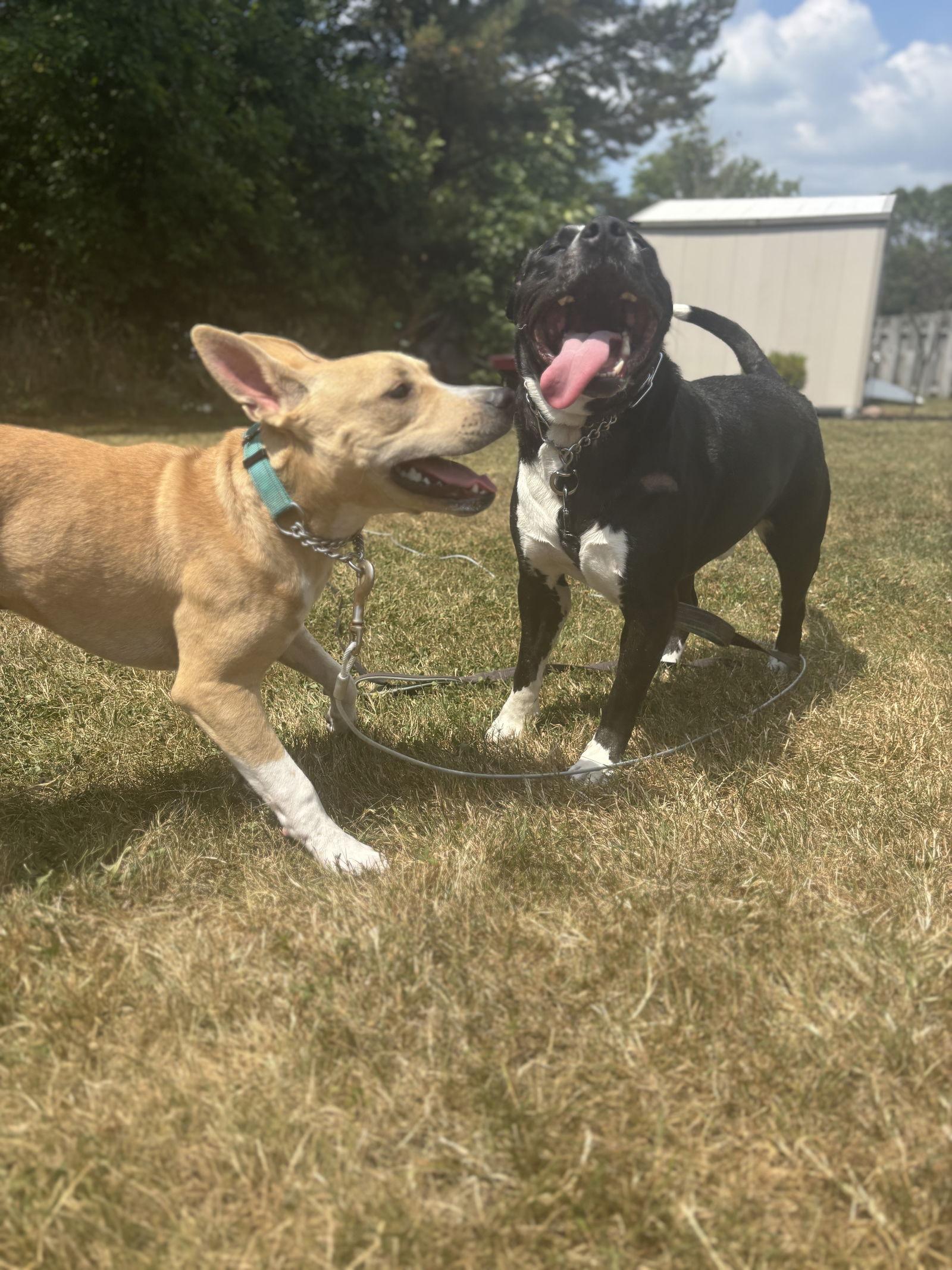 Rascal Jr., a Adoptable American Staffordshire Terrier in Tonawanda, NY image 3/3