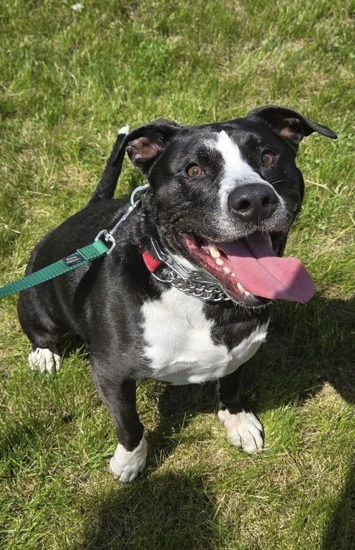 Rascal Jr., a Adoptable American Staffordshire Terrier in Tonawanda, NY image 3/3