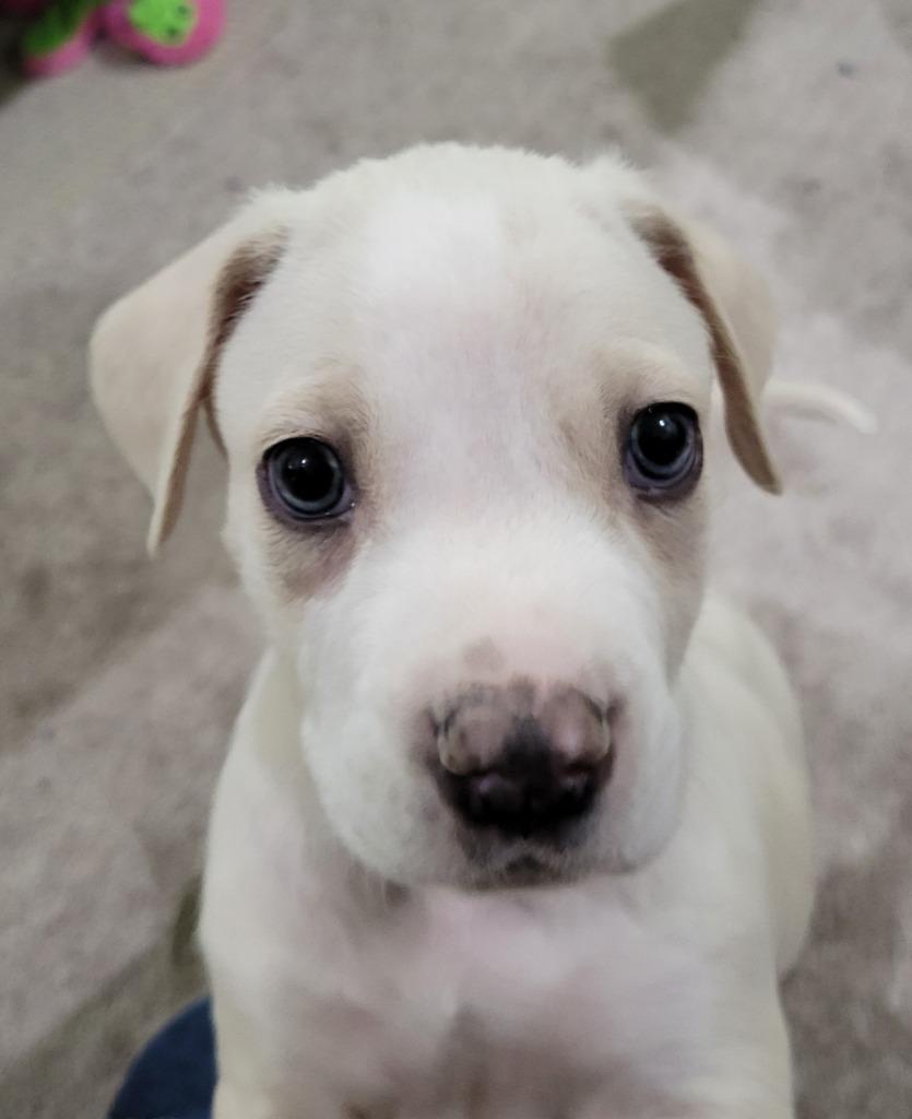 White Meat, Adoptable, Puppy Male Terrier & Boxer.