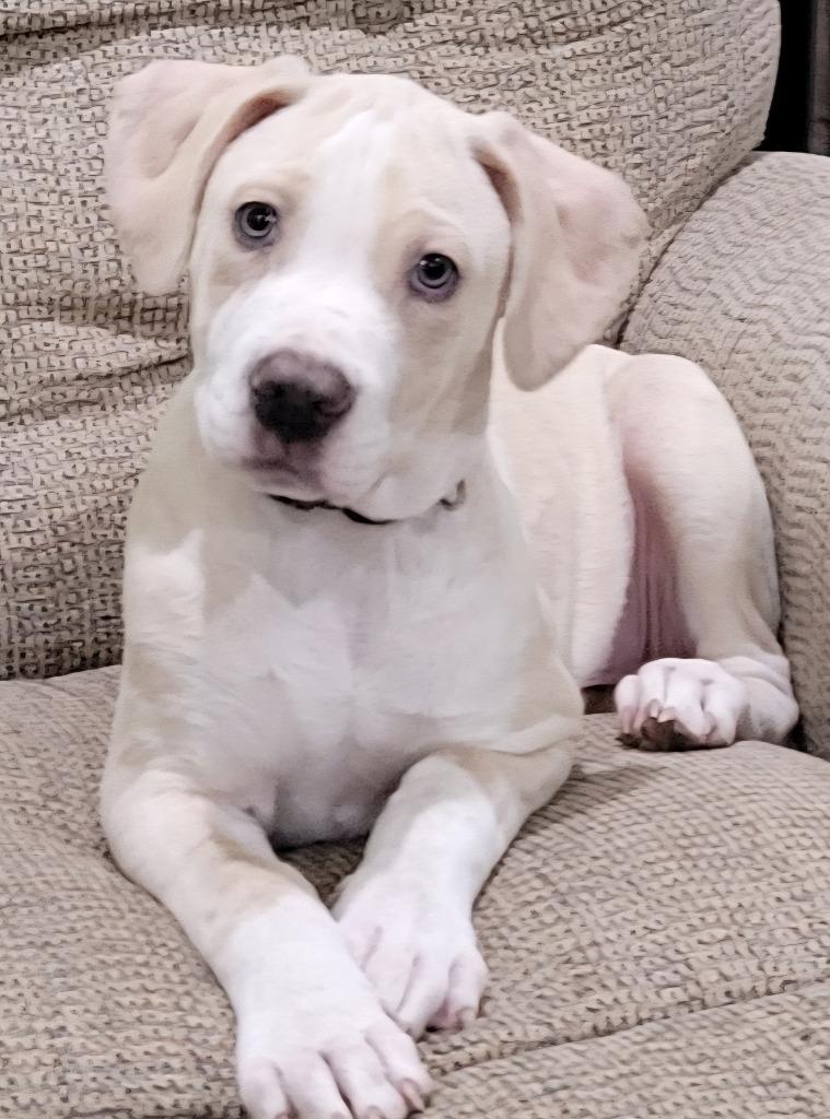 White Meat, a Adoptable mixed breed in Indianola, IA image 3/3