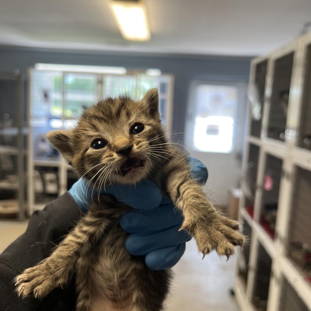 Beef Cake, Adoptable, Young Male Domestic Short Hair.