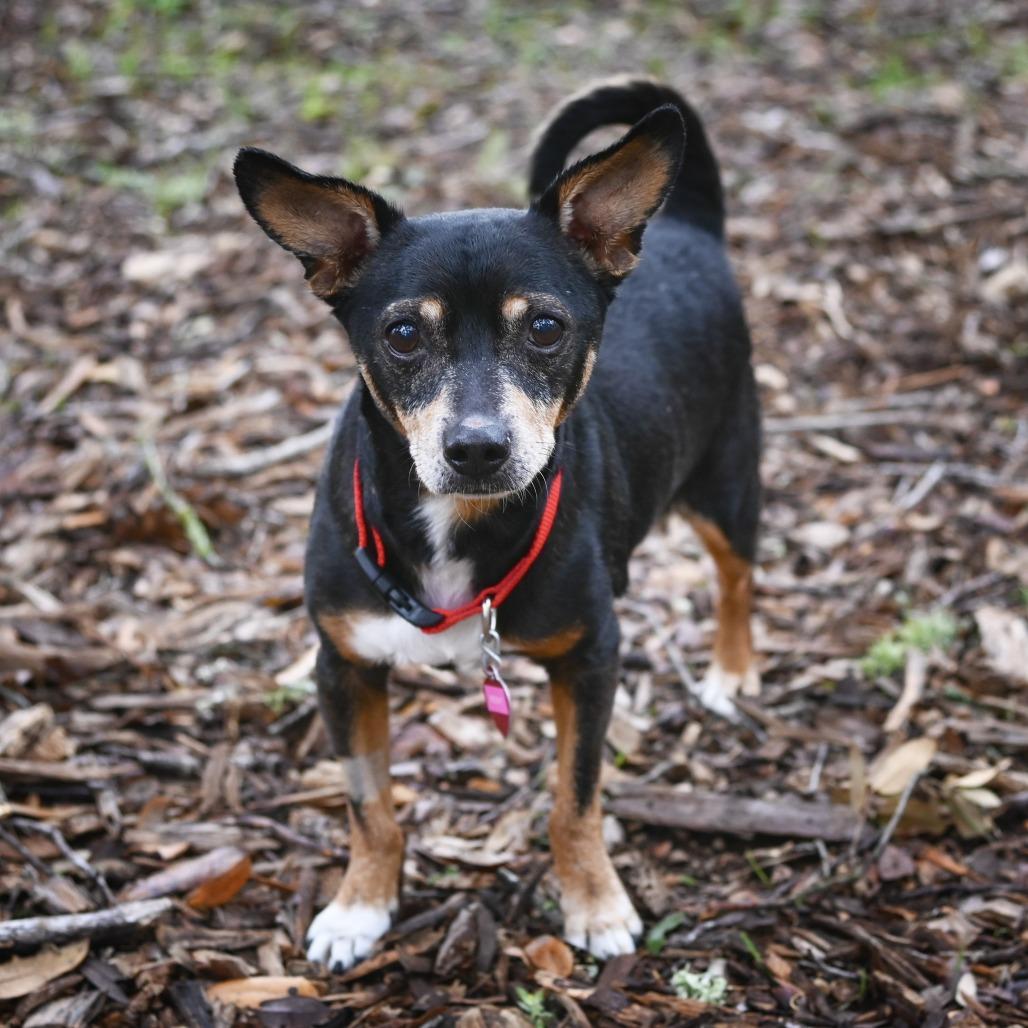 Rocky, a Adoptable mixed breed in Wimberley, TX image 1/6