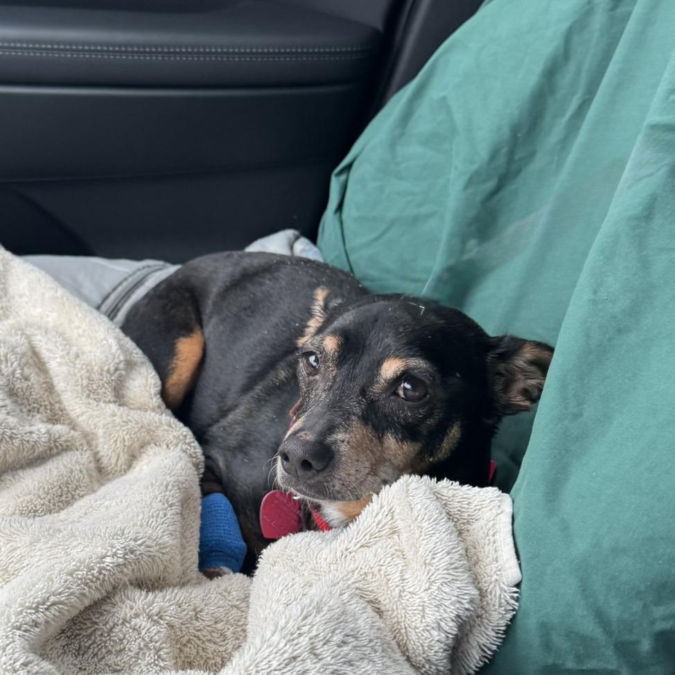 Rocky, a Adoptable mixed breed in Wimberley, TX image 2/6