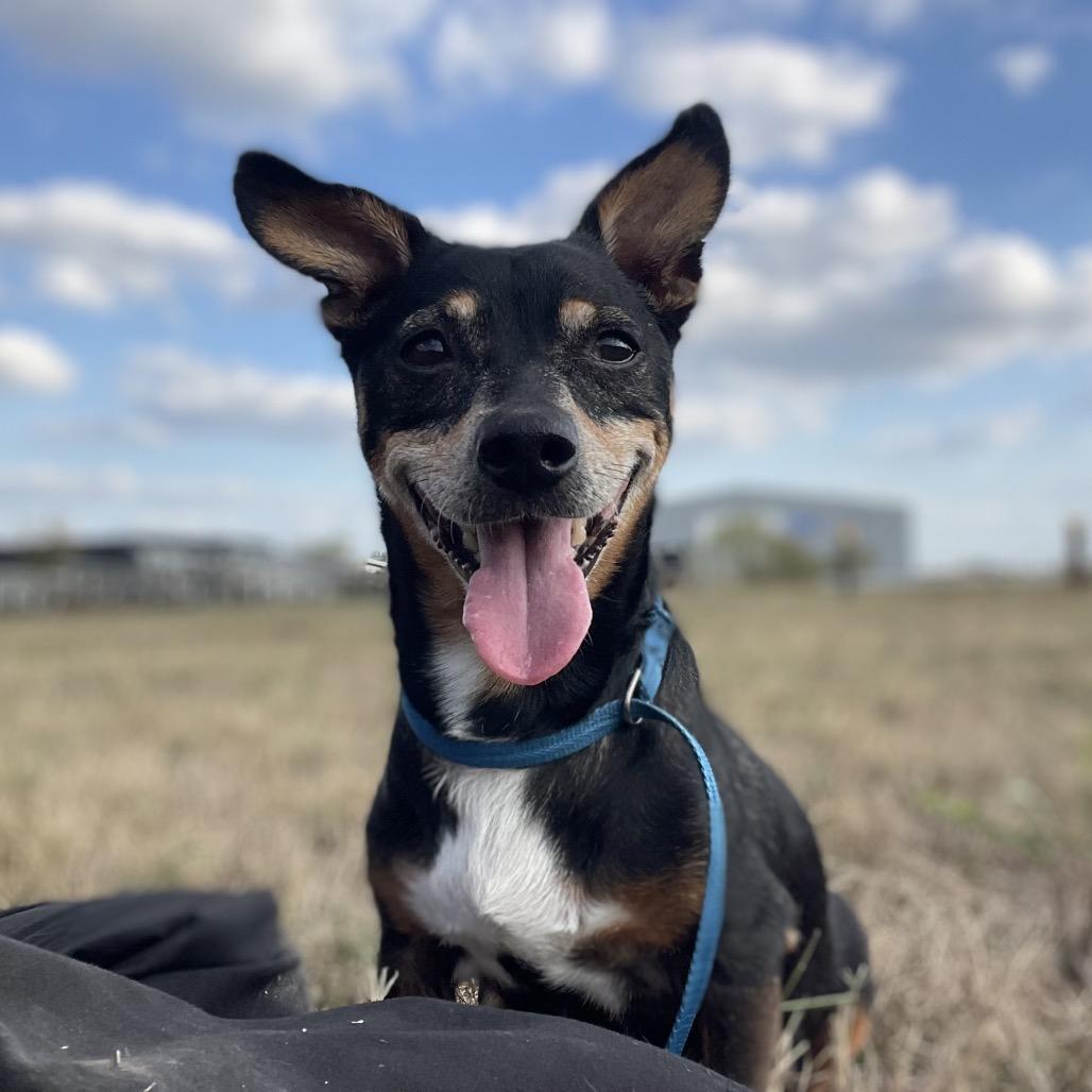 Rocky, a Adoptable mixed breed in Wimberley, TX image 3/6
