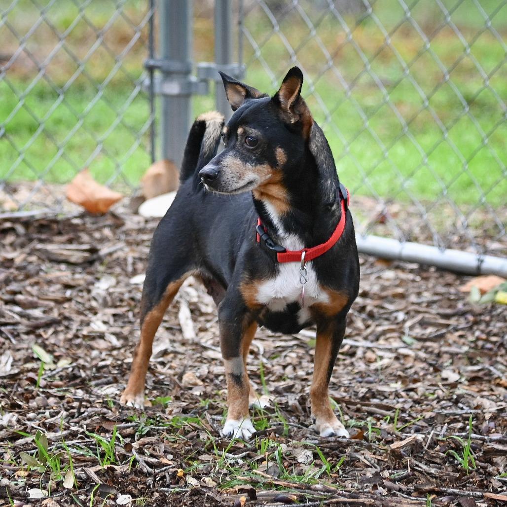 Rocky, a Adoptable mixed breed in Wimberley, TX image 4/6