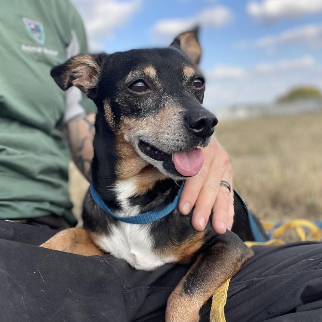 Rocky, a Adoptable mixed breed in Wimberley, TX image 5/6