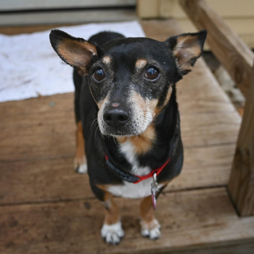 Rocky, a Adoptable mixed breed in Wimberley, TX image 6/6