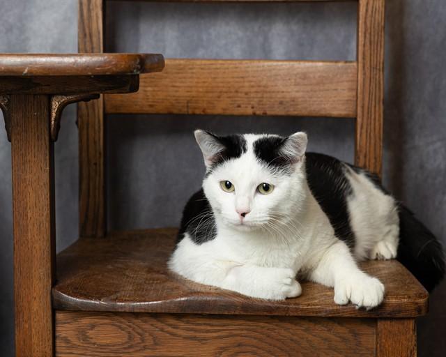 OLAF, Adoptable, Young Male Domestic Short Hair.