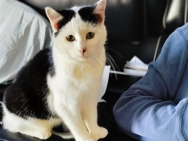 OLAF, Adoptable, Young Male Domestic Short Hair.