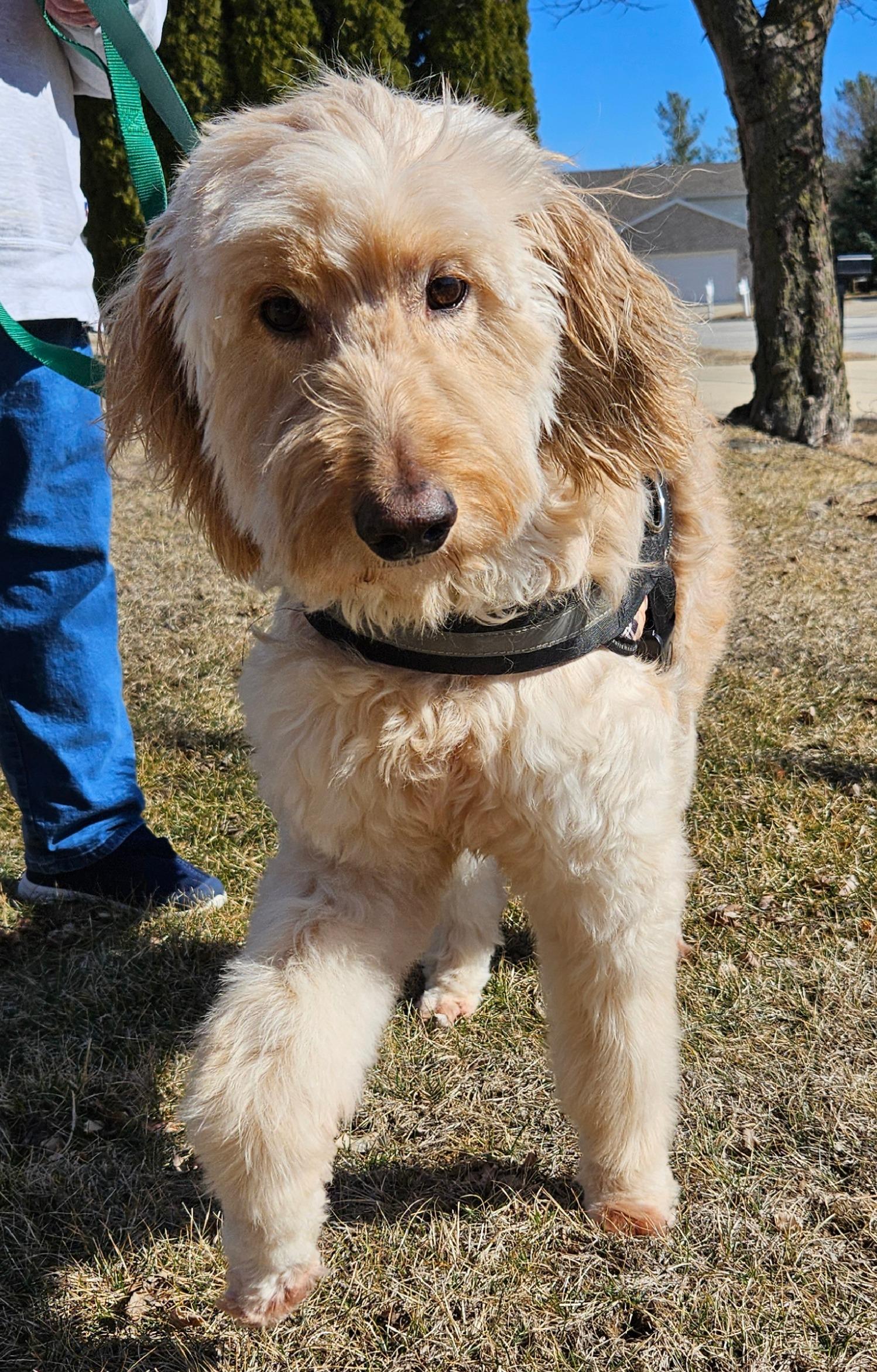 Enlarge Morgan, a ADOPTABLE Goldendoodle in Mchenry, IL image 2/3