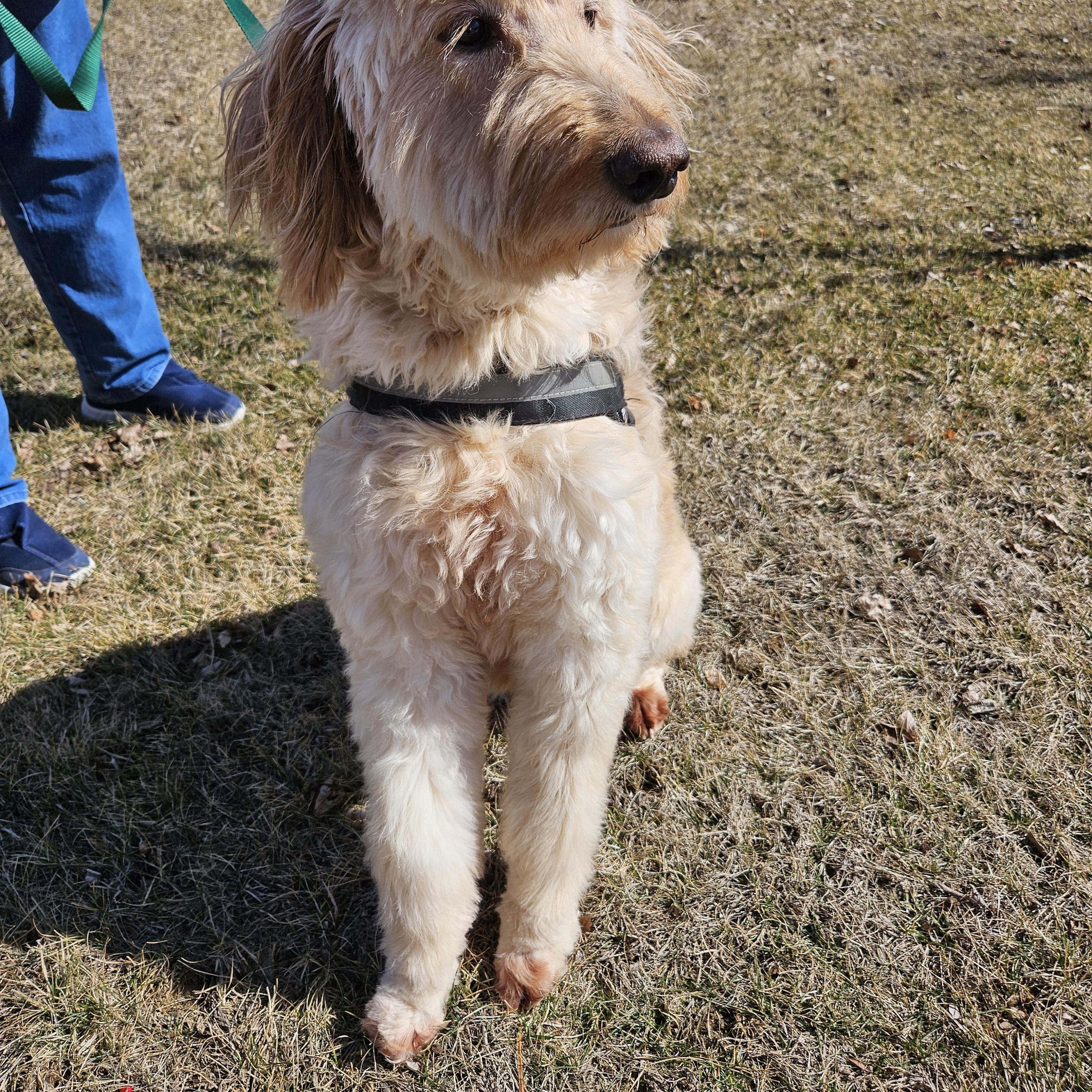 Enlarge Morgan, a ADOPTABLE Goldendoodle in Mchenry, IL image 3/3