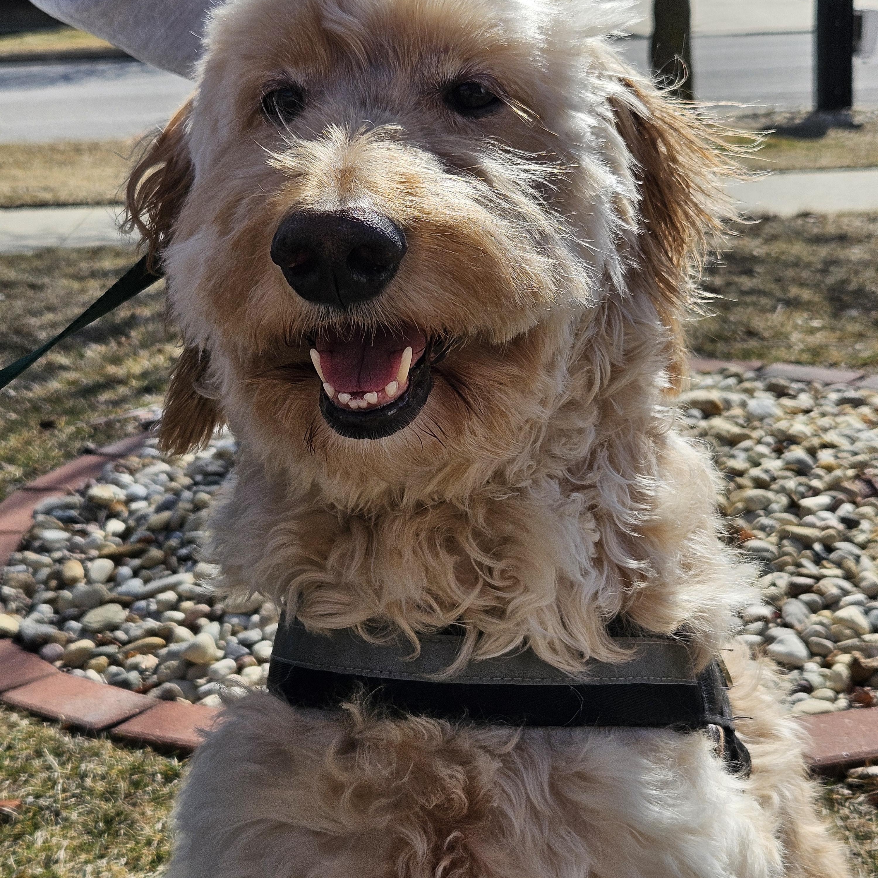 Morgan, ADOPTABLE, Adult Female Goldendoodle.