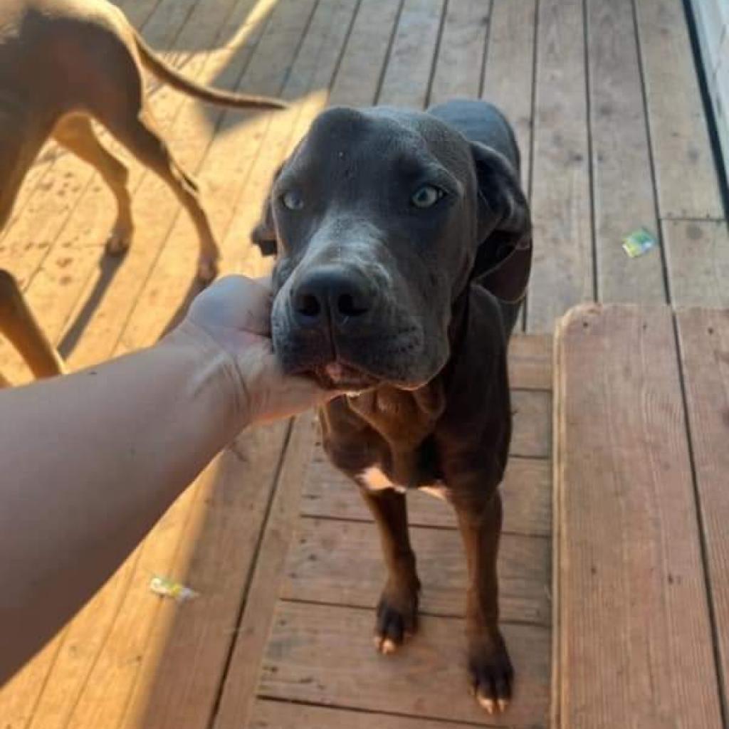 Enlarge Lizzy, a Adoptable Great Dane in Lynchburg, VA image 1/3