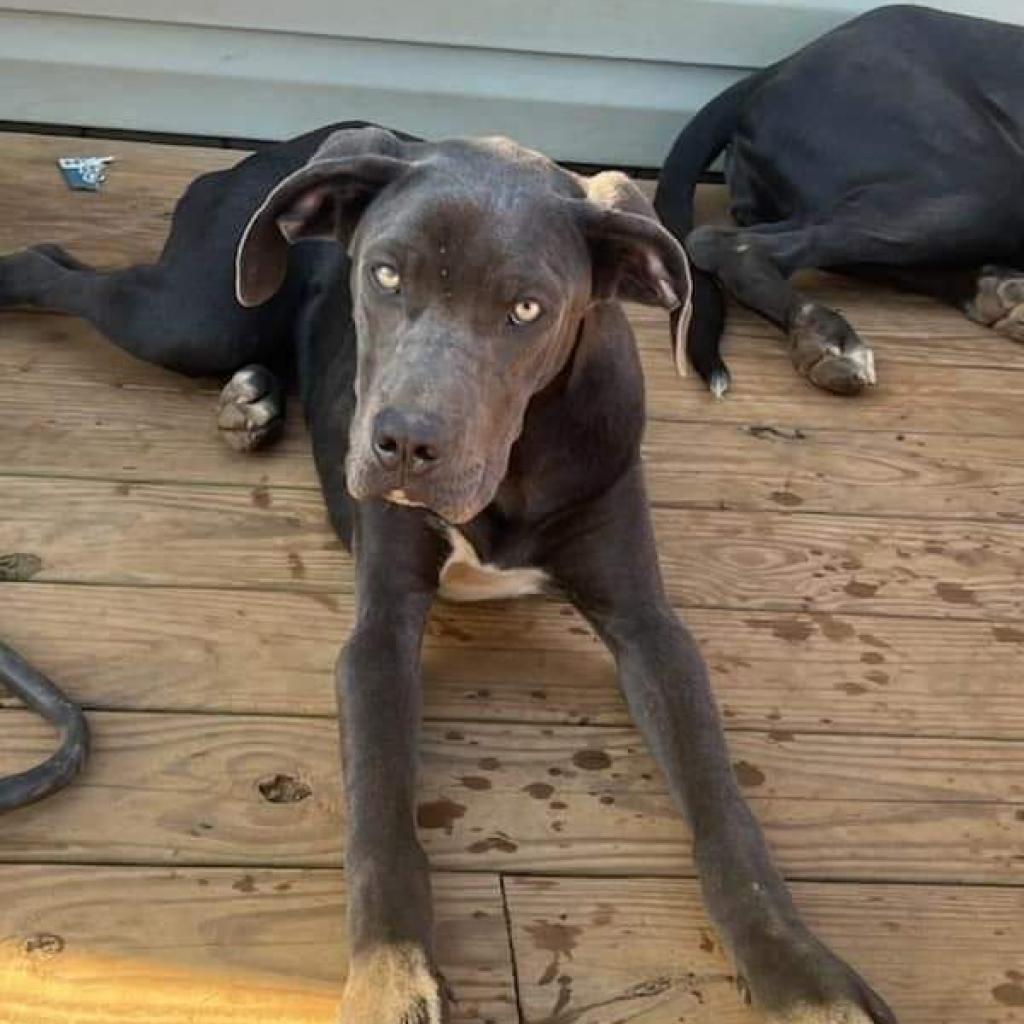 Enlarge Lizzy, a Adoptable Great Dane in Lynchburg, VA image 3/3