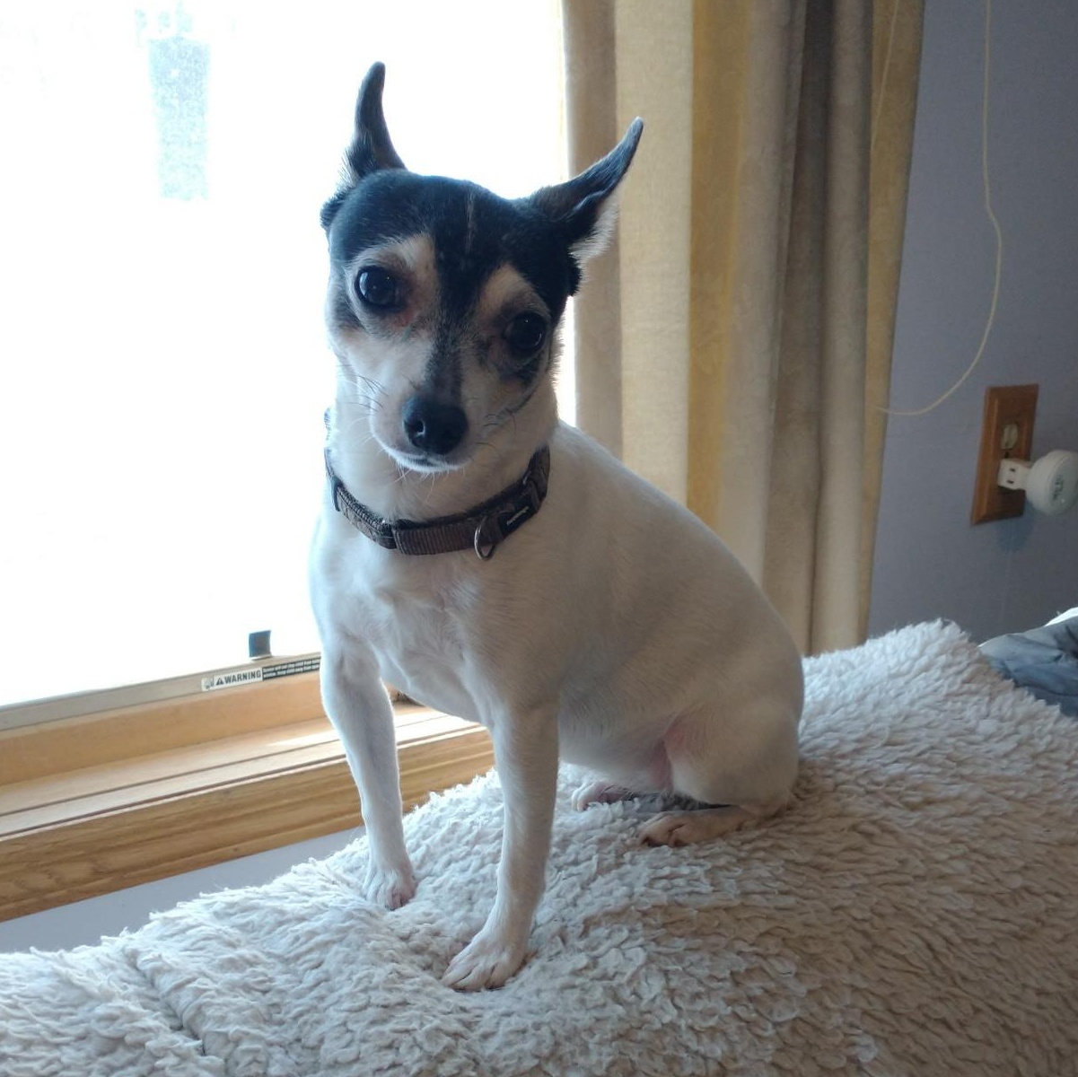 Enlarge Sheila & Perry in Wisconsin , a Adoptable Toy Fox Terrier in Tulare, CA image 6/6