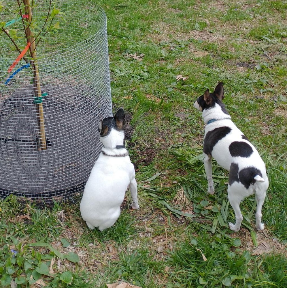 Enlarge Sheila & Perry in Wisconsin , a Adoptable Toy Fox Terrier in Tulare, CA image 3/6