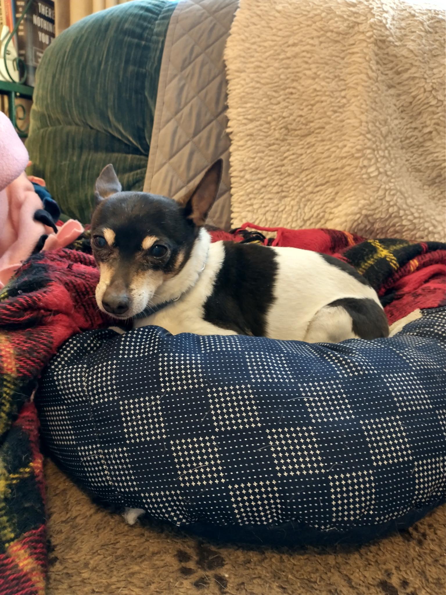 Enlarge Sheila & Perry in Wisconsin , a Adoptable Toy Fox Terrier in Tulare, CA image 5/6
