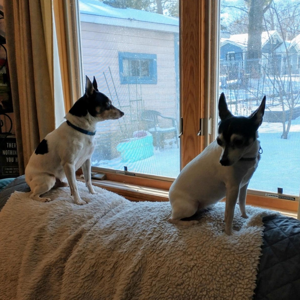 Enlarge Sheila & Perry in Wisconsin , a Adoptable Toy Fox Terrier in Tulare, CA image 2/6