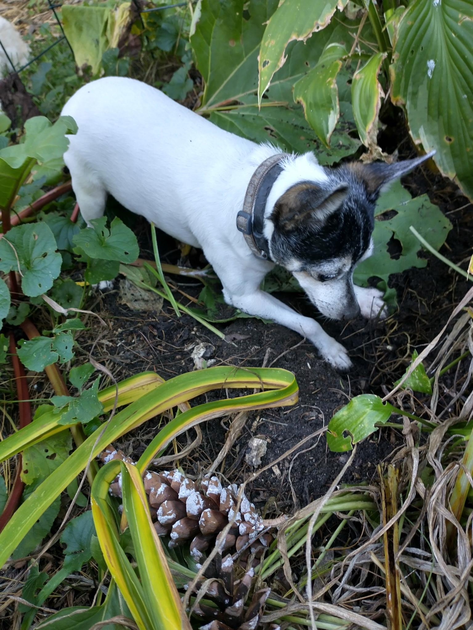 Enlarge Sheila in Wisconsin, a Adoptable Toy Fox Terrier in Buffalo Grove, IL image 2/4