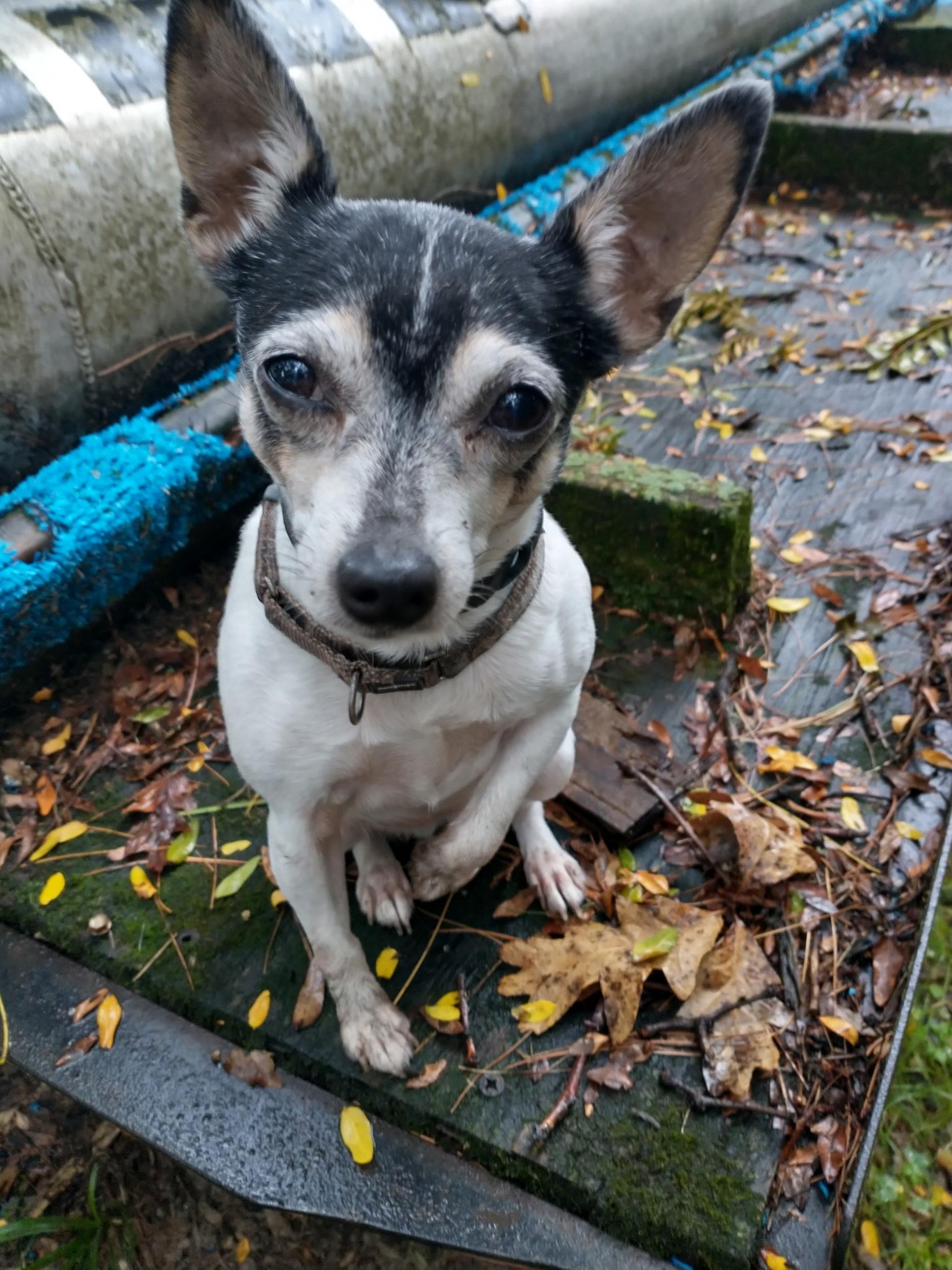 Sheila in Wisconsin, Adoptable, Adult Female Toy Fox Terrier.