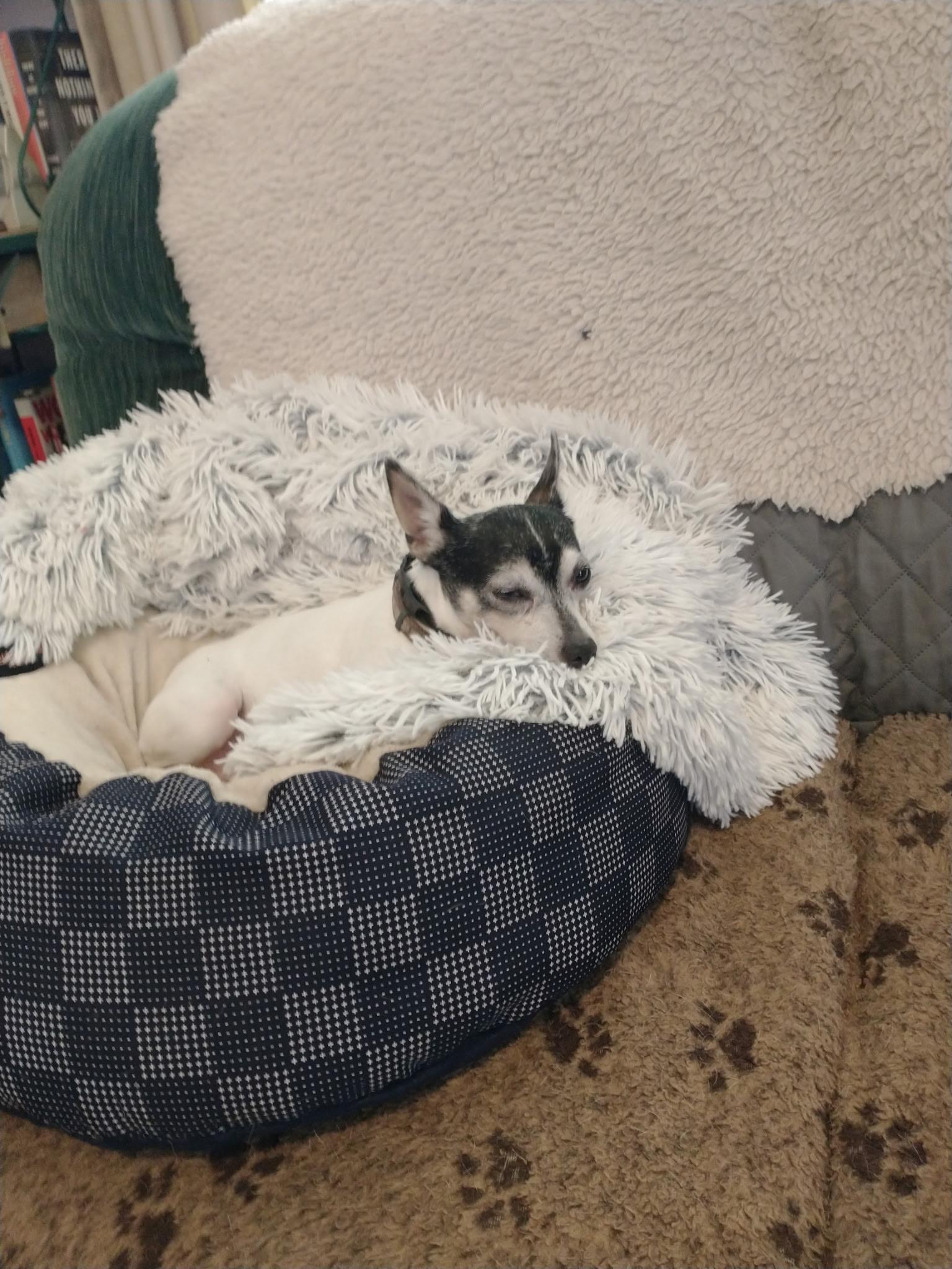 Enlarge Sheila in Wisconsin, a Adoptable Toy Fox Terrier in Buffalo Grove, IL image 3/4