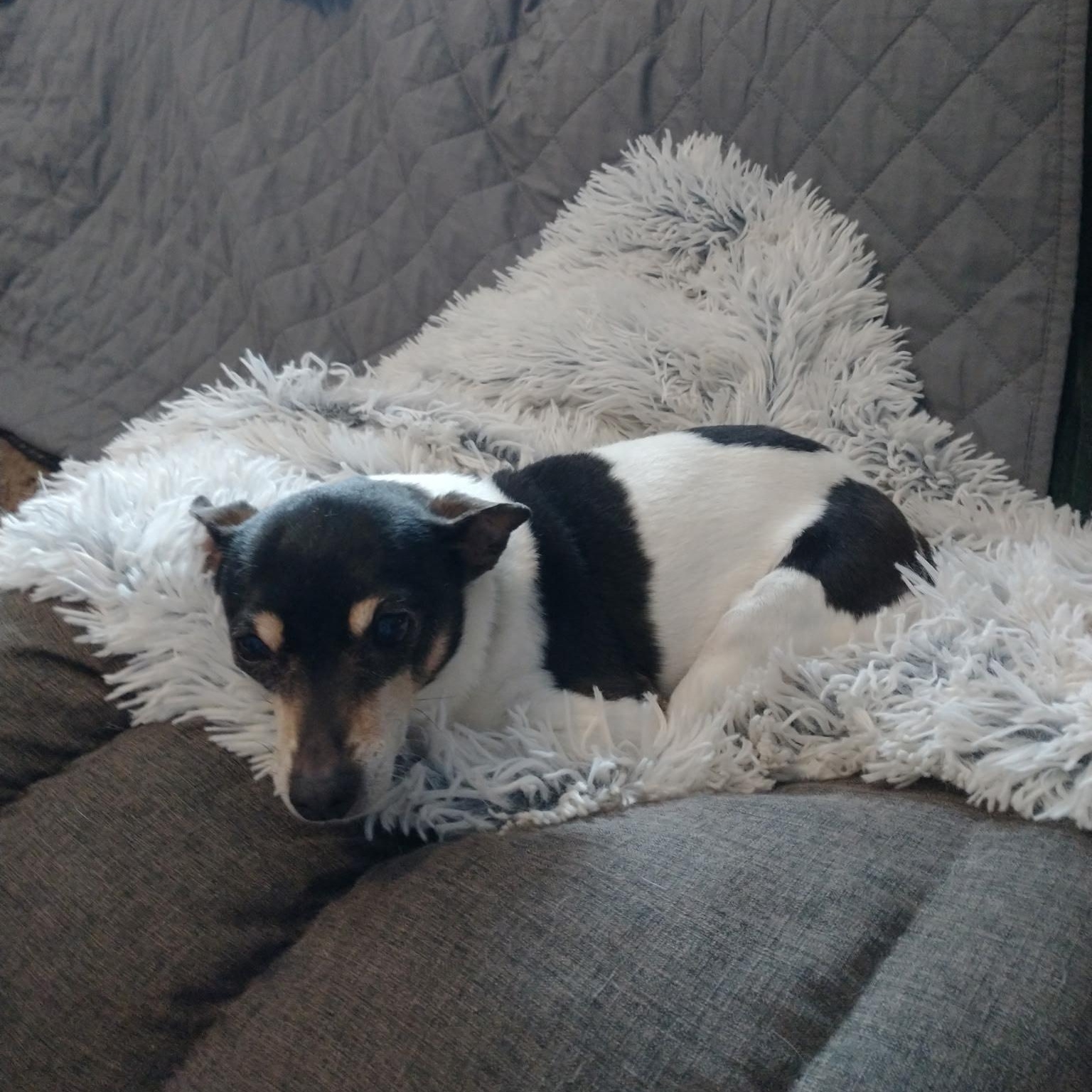 Enlarge Sheila & Perry in Wisconsin , a Adoptable Toy Fox Terrier in Tulare, CA image 4/6