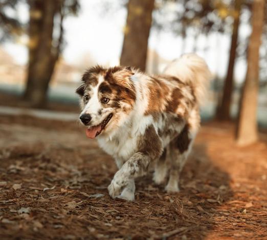 Enlarge Felix, a Adoptable Australian Shepherd in Arlington, TX image 1/6