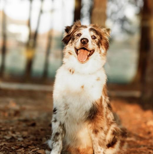 Enlarge Felix, a Adoptable Australian Shepherd in Arlington, TX image 1/6