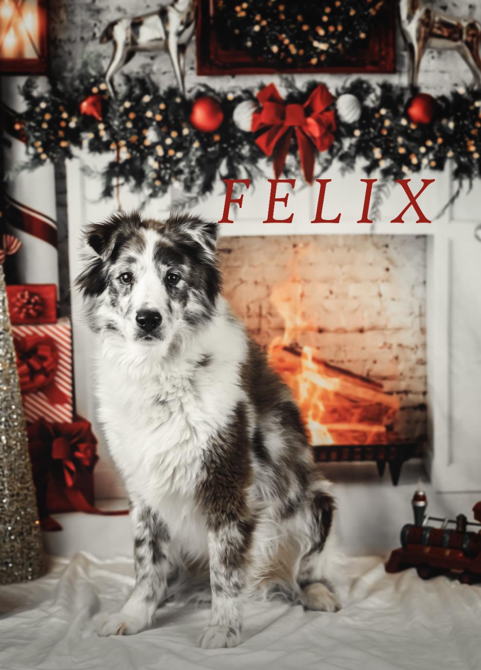 Enlarge Felix, a Adoptable Australian Shepherd in Arlington, TX image 2/6