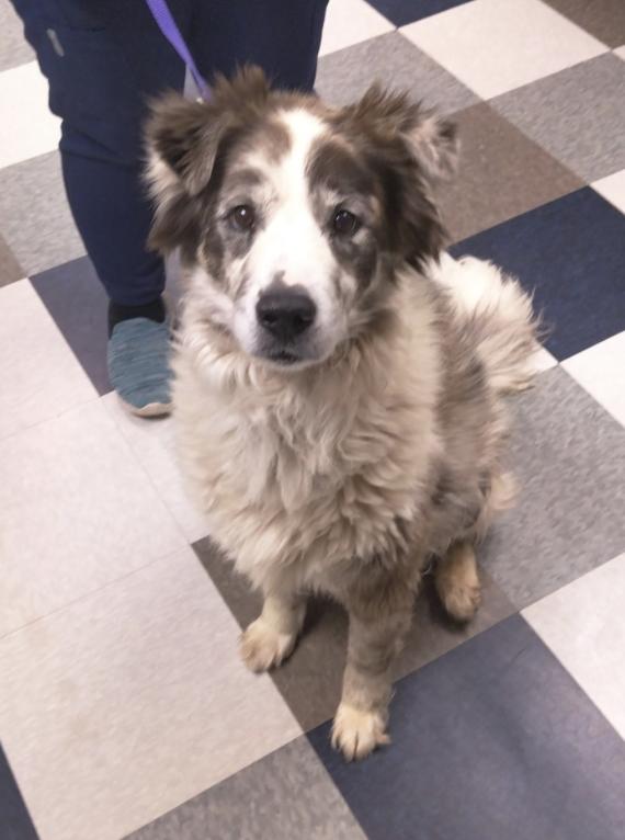 Enlarge Felix, a Adoptable Australian Shepherd in Arlington, TX image 3/6