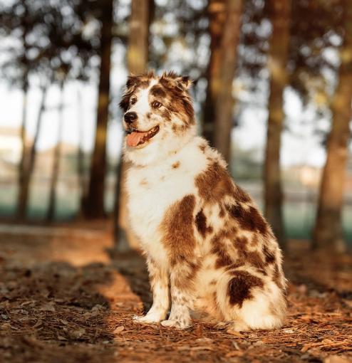 Enlarge Felix, a Adoptable Australian Shepherd in Arlington, TX image 4/6