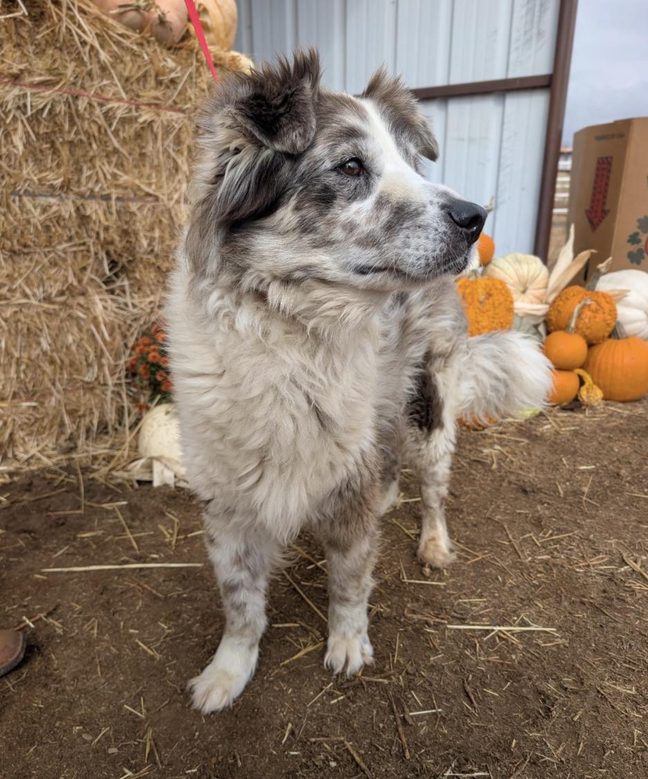 Enlarge Felix, a Adoptable Australian Shepherd in Arlington, TX image 5/6