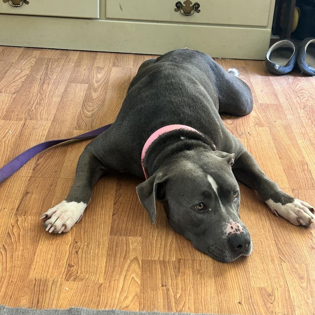 Sunshine, a Adoptable Mixed Breed in Raleigh, NC image 2/6
