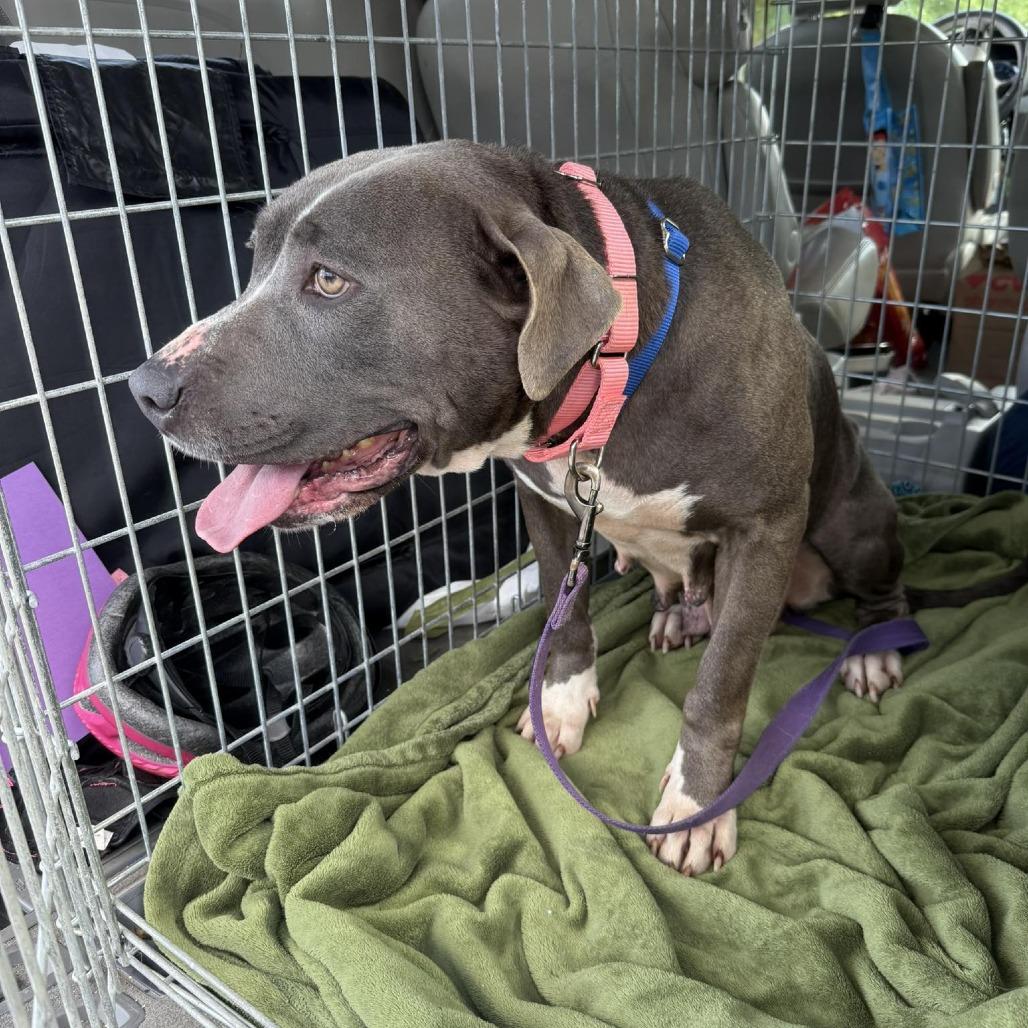 Sunshine, a Adoptable Mixed Breed in Raleigh, NC image 5/6