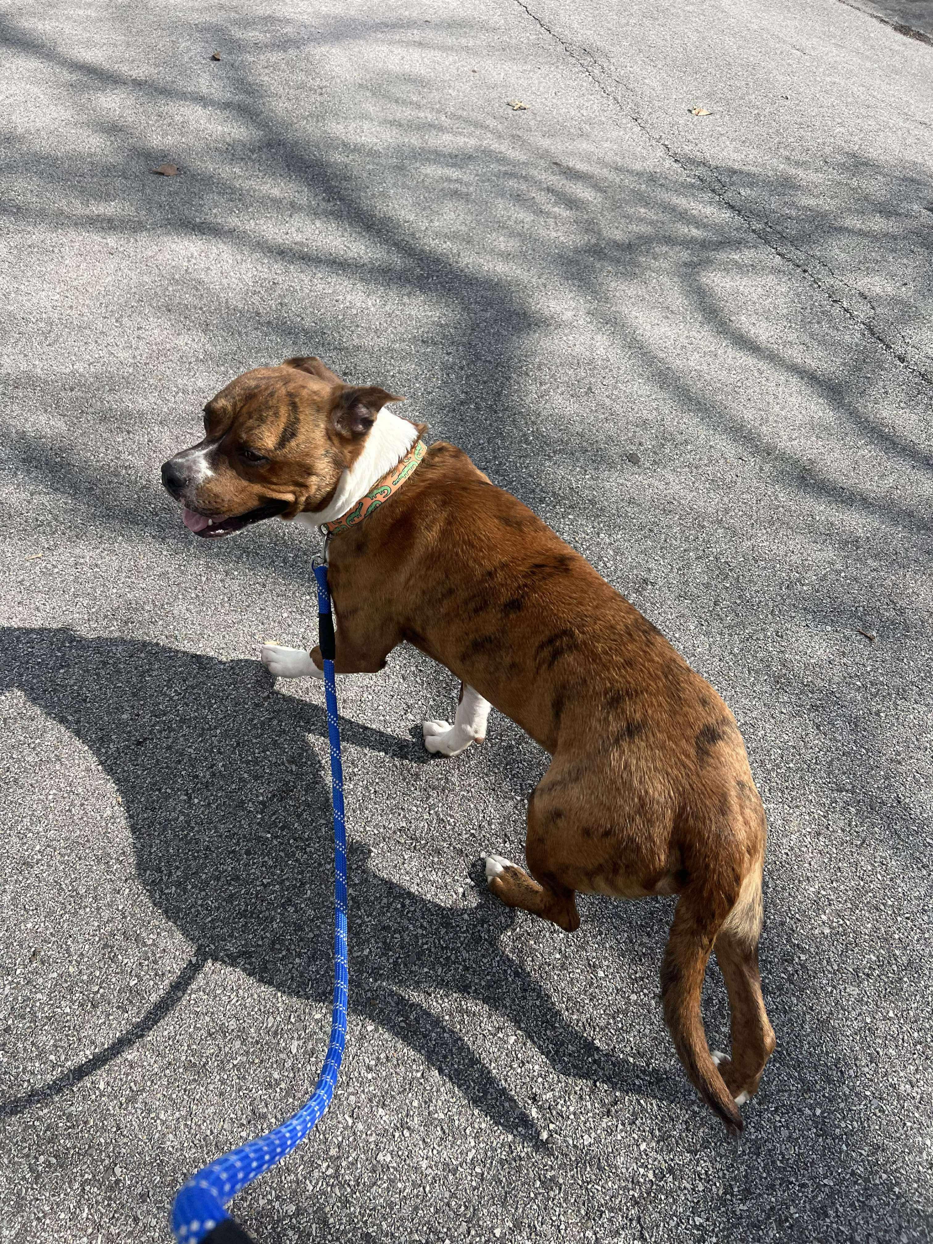 Scholar (Foster Needed)