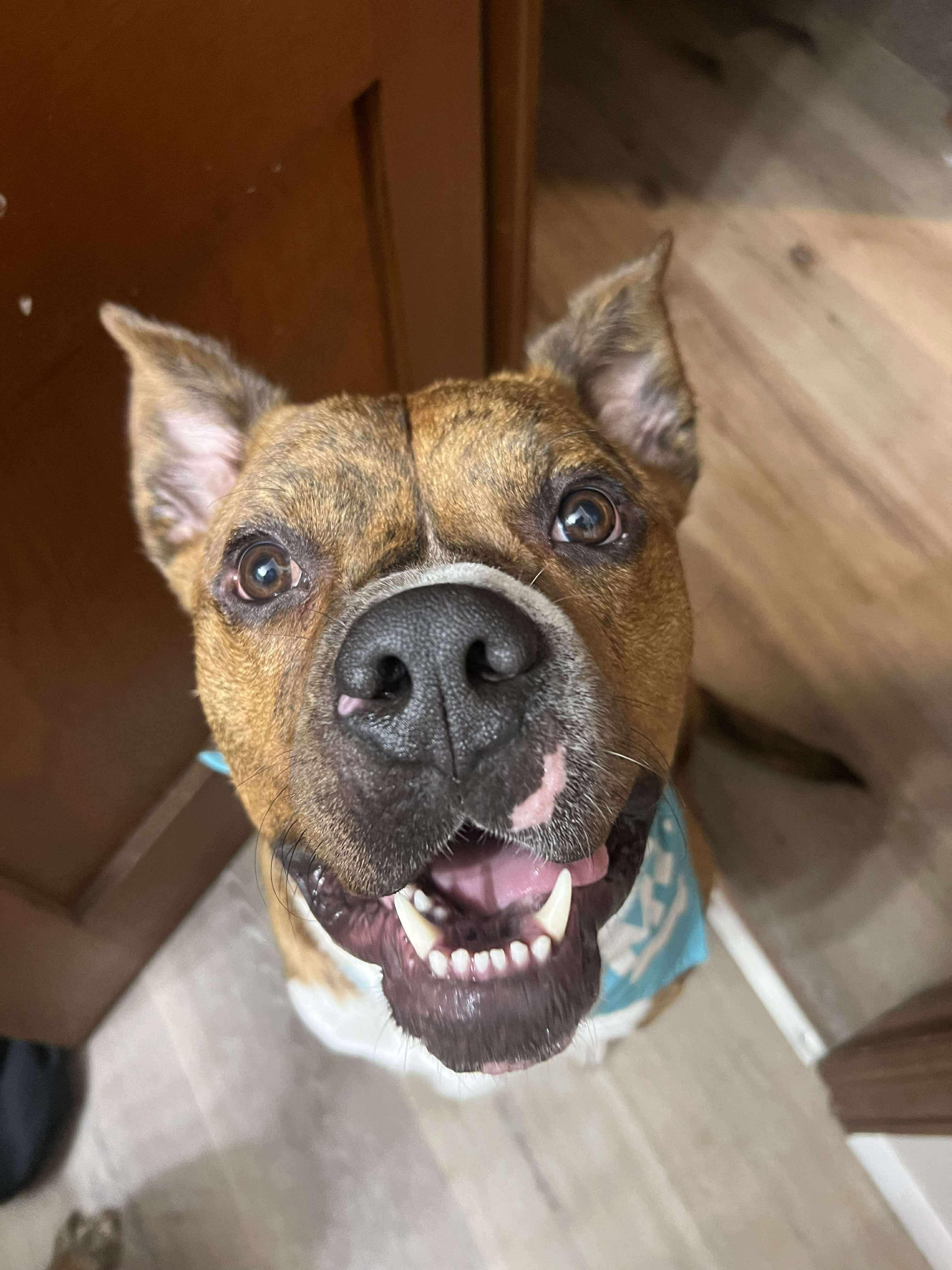 Scholar (Foster Needed)
