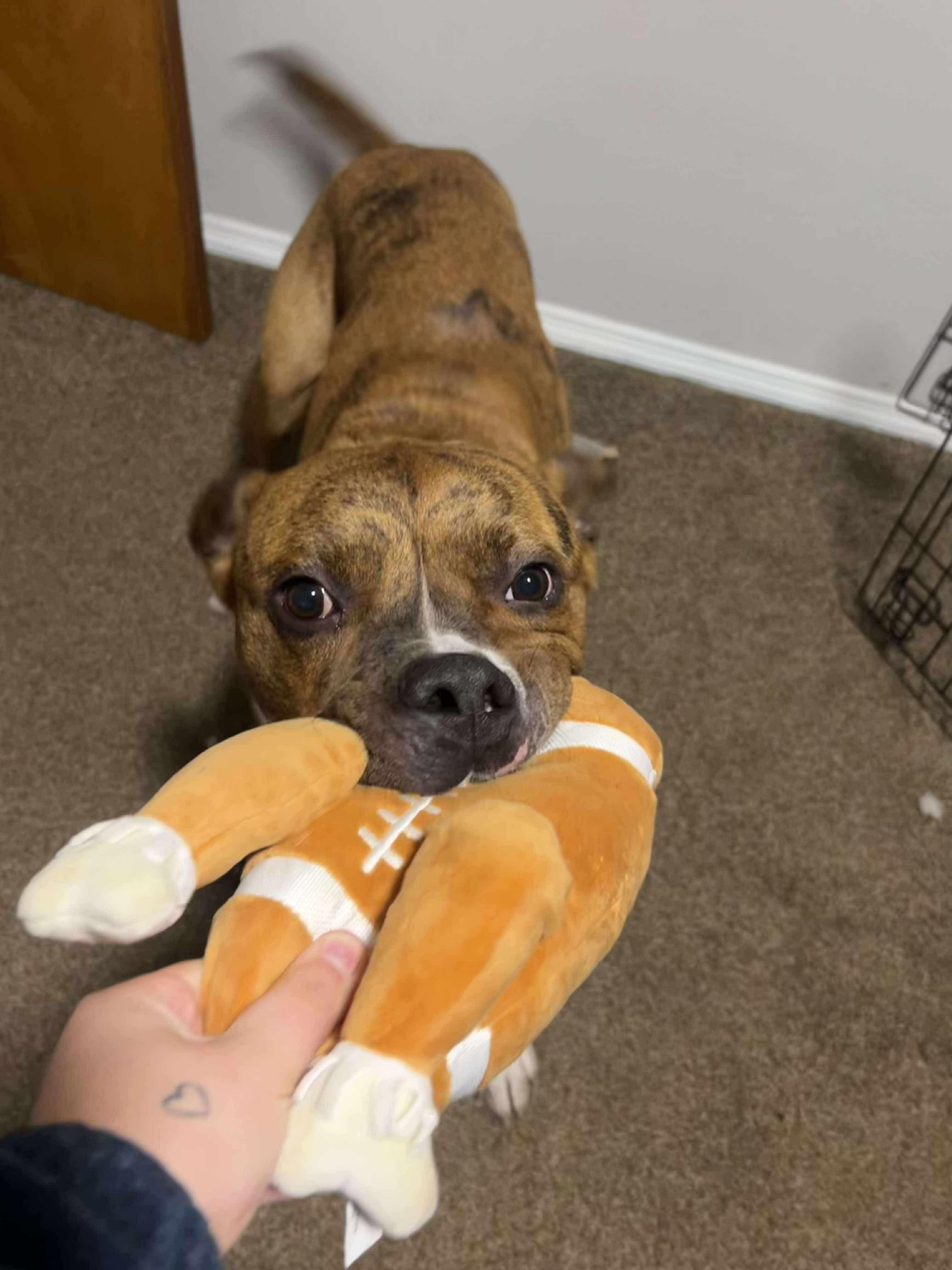 Scholar (Foster Needed)