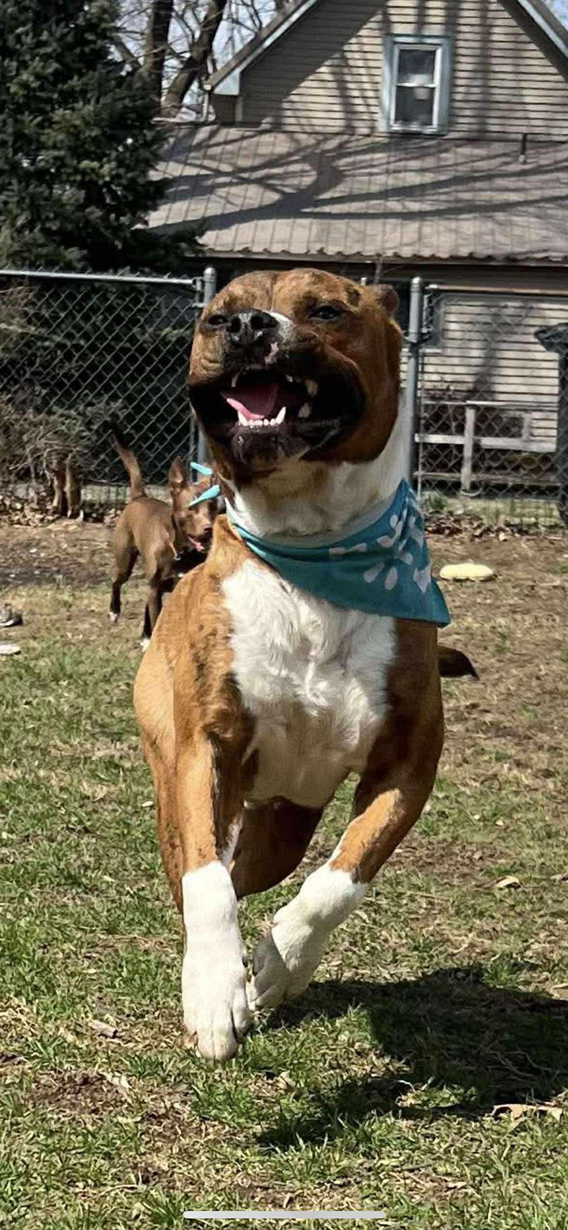 Scholar (Foster Needed)