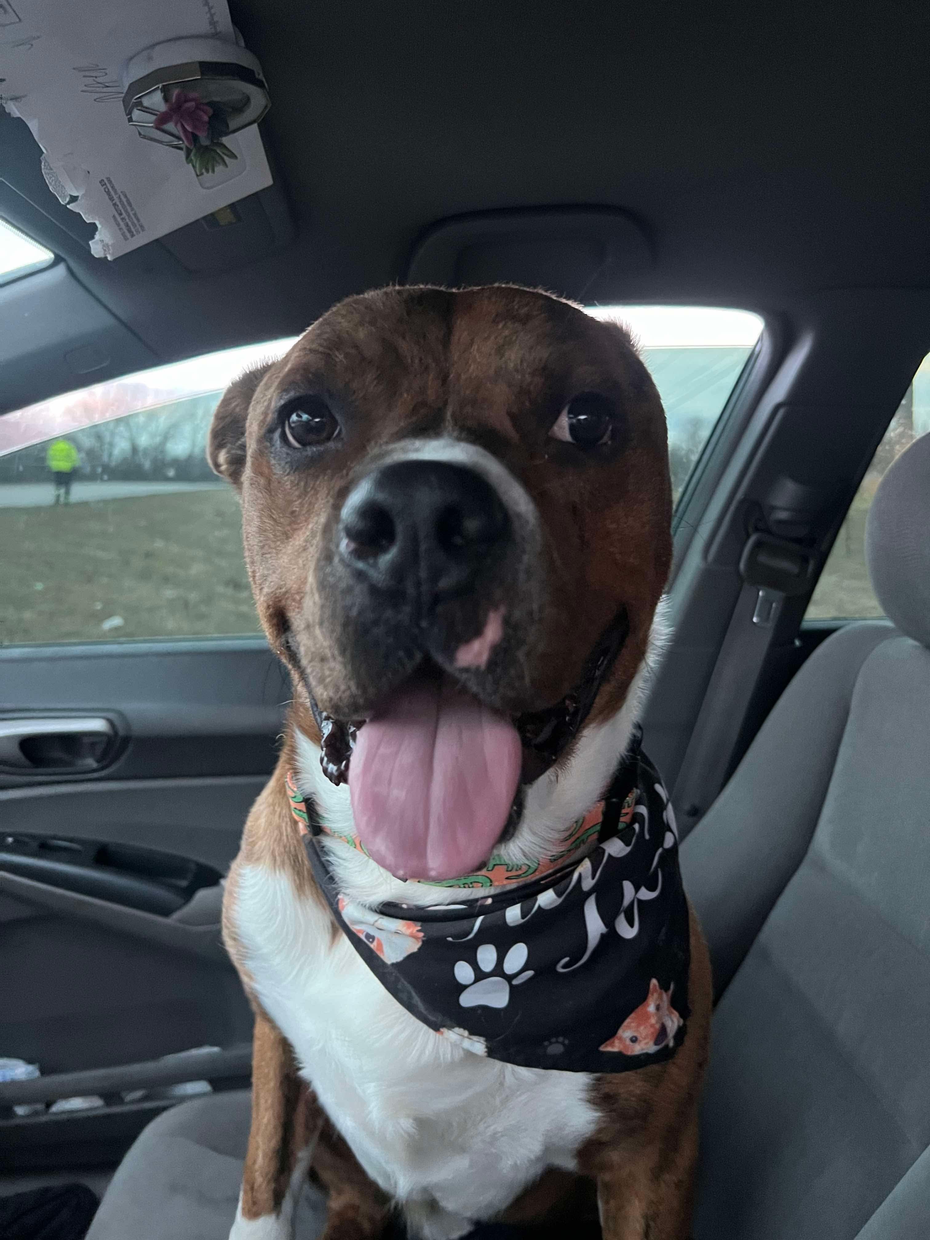 Scholar (Foster Needed)