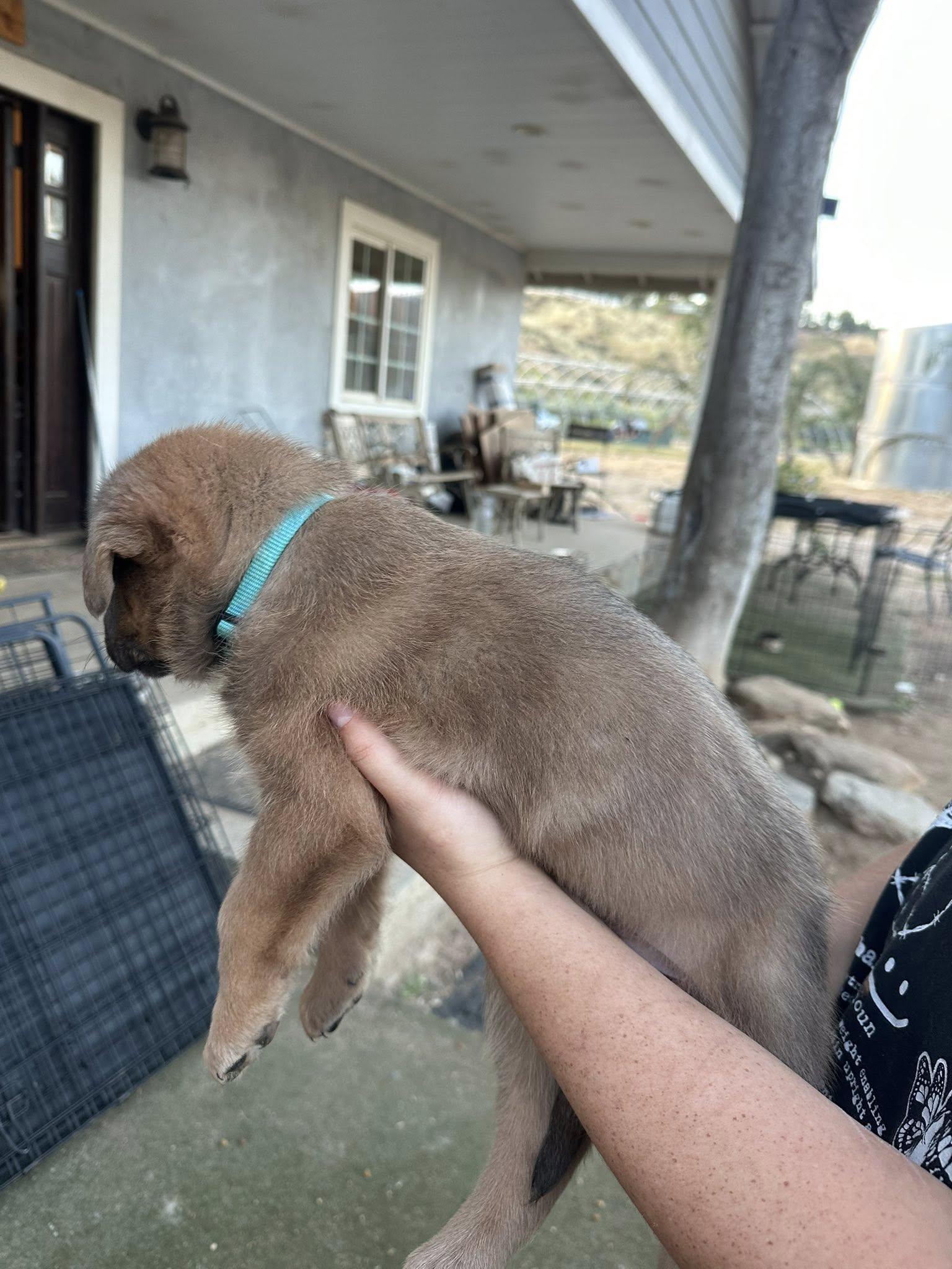 Enlarge Aqua Man, a Adoptable mixed breed in Agua Dulce, CA image 2/2