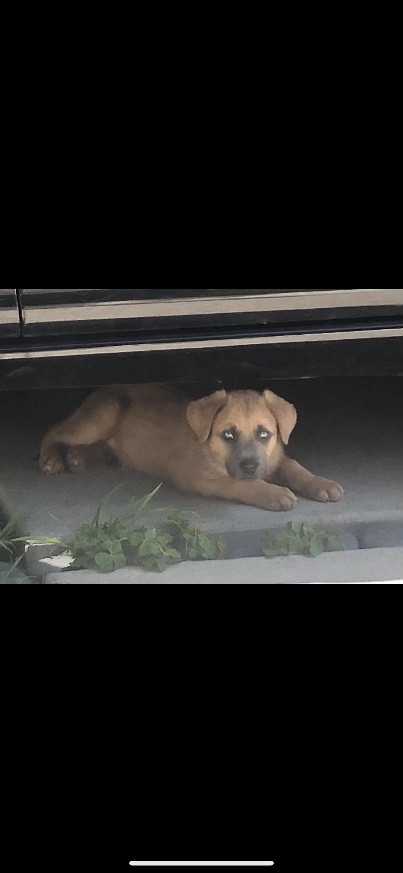 Aqua Man, an adoptable mixed breed in Agua Dulce, CA image 4/5