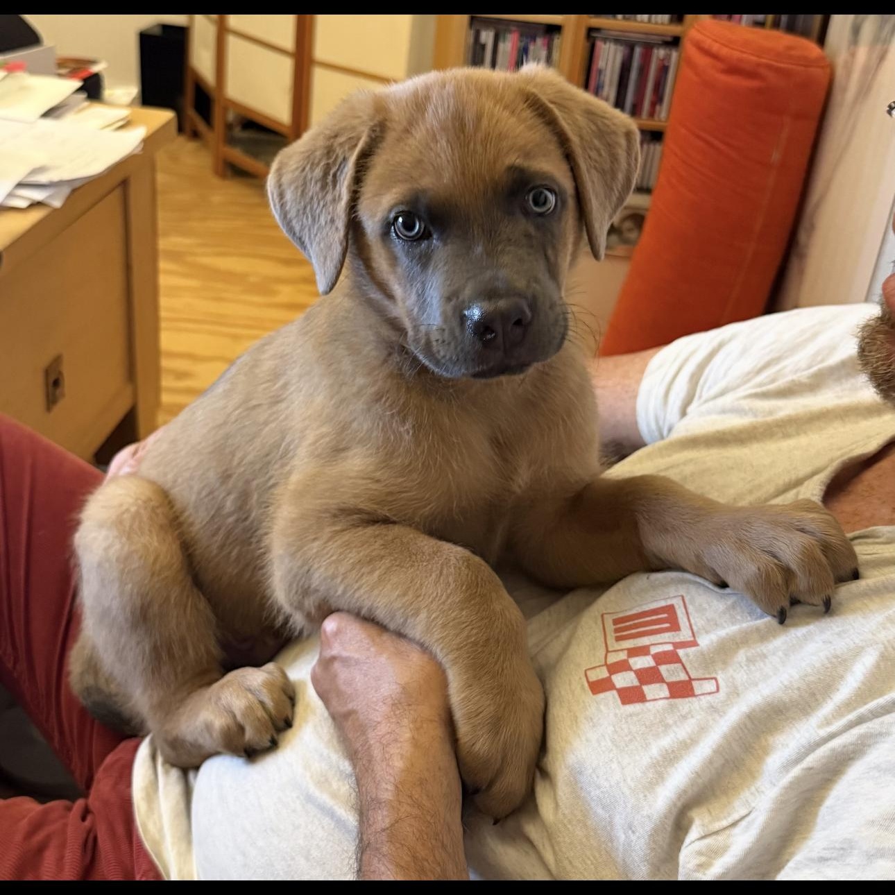 Aqua Man, an adoptable mixed breed in Agua Dulce, CA image 1/5