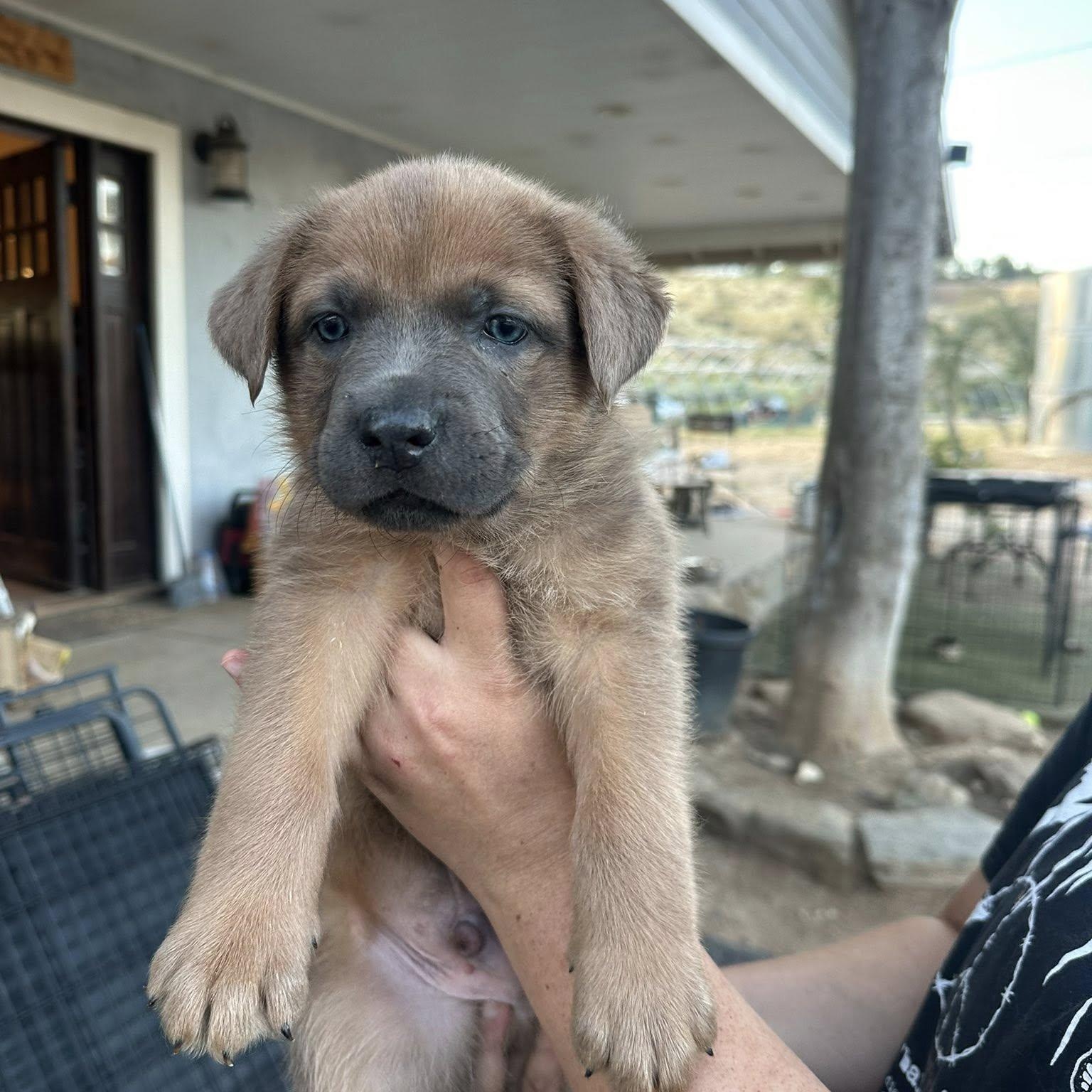 Enlarge Aqua Man, a Adoptable mixed breed in Agua Dulce, CA image 1/2