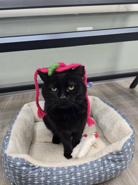 ANGELICA, Adoptable, Adult Female Domestic Short Hair.