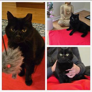 Enlarge ANGELICA, a Adoptable Domestic Short Hair in Westminster, MD image 1/1