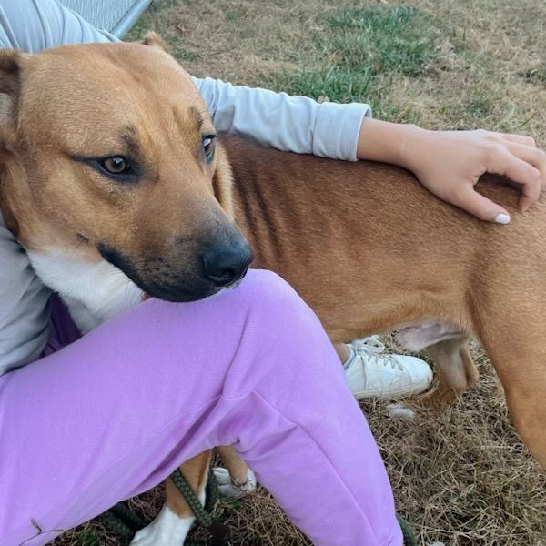 Enlarge Ace, a Adoptable mixed breed in Martinsville, VA image 5/5