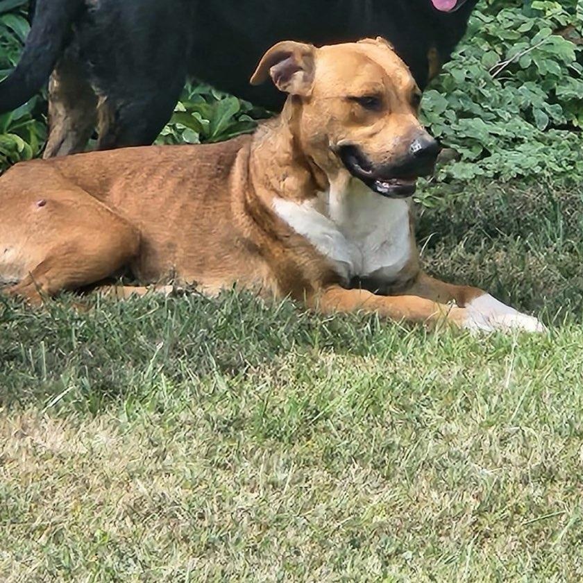 Enlarge Ace, a Adoptable mixed breed in Martinsville, VA image 3/5