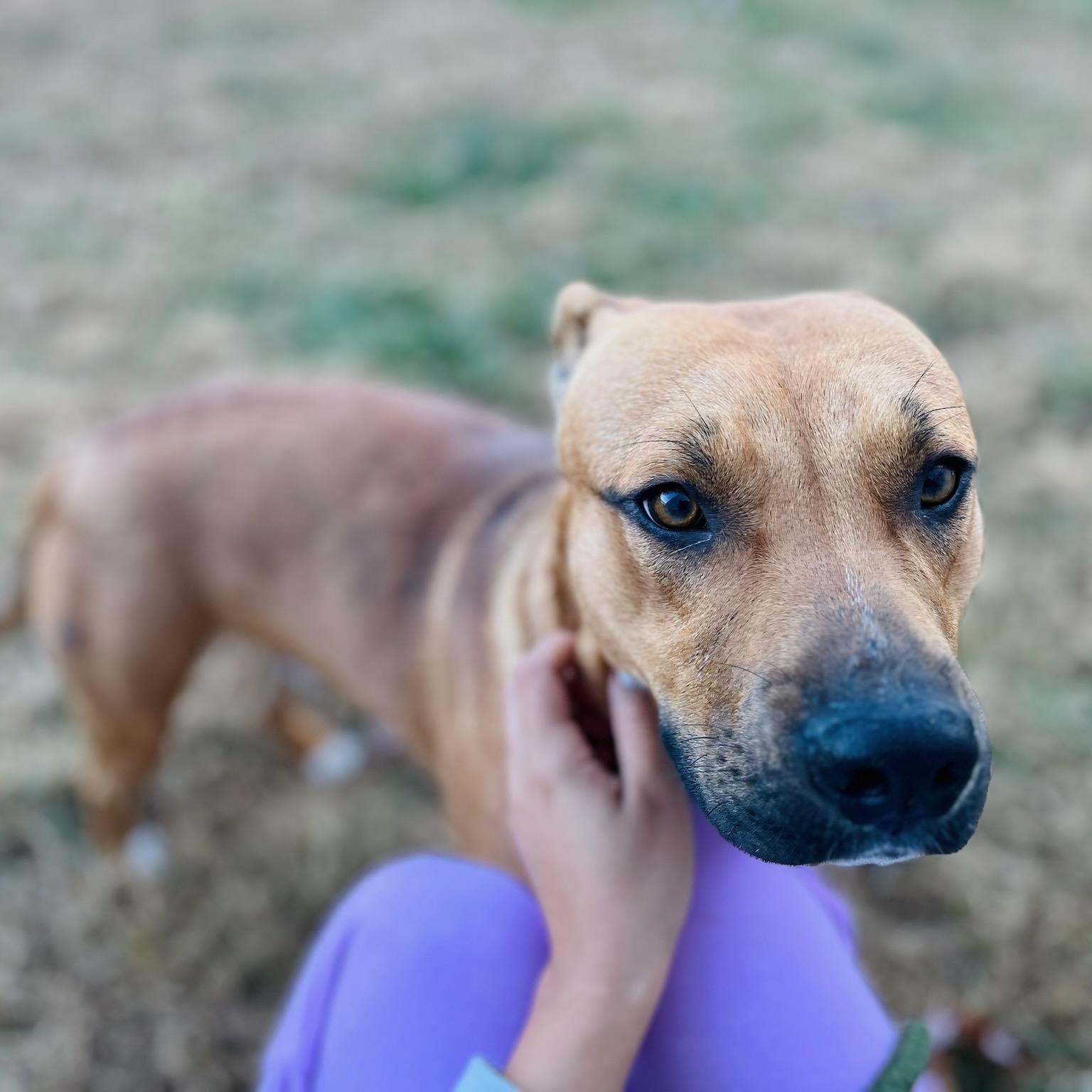 Enlarge Ace, a Adoptable mixed breed in Martinsville, VA image 4/5