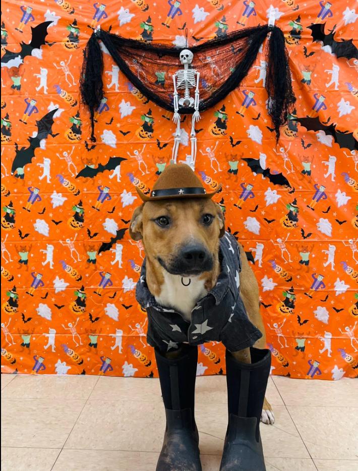 Enlarge Ace, a Adoptable mixed breed in Martinsville, VA image 1/5