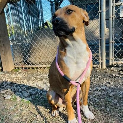 Ace, Adoptable, Adult Male Hound.